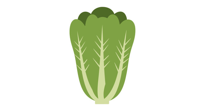 Fresh green romaine lettuce with crisp leaf details.
