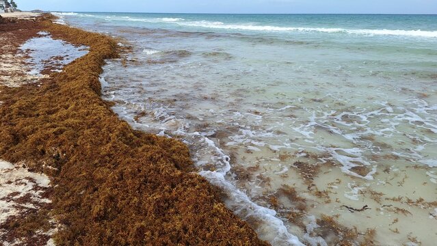 Excessive Sargassum seaweed on Playa del Carmen shoreline.