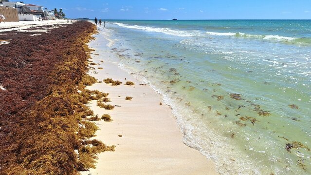 Excessive Sargassum seaweed on Playa del Carmen beach.
