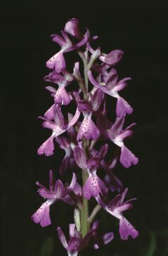 Hybrid of Orchis Laxiflora or Orchis Laxiflora or Loose-flowered Orchid x Anacamptis morio subsp. picta or green-winged orchid