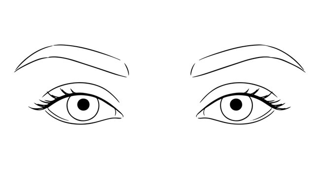 Female eyes and eyebrows line art beautiful look outline vector
