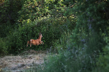 chevreuil en cavale  © fotoeliane