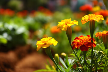 Fototapeta premium Bright yellow and orange marigold flowers blooming in a sunny garden during the summer season