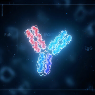 Antibody molecule, immunoglobulin IgG, Fab fragment, 3D medical illustration, protein structure
