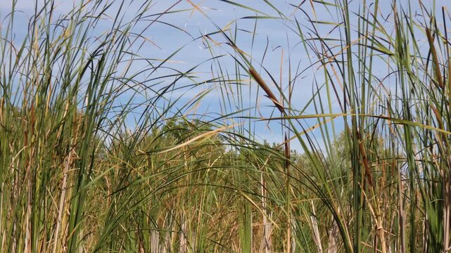 Broadleaf cattail (Typha latifolia) vibrant stalks softly swaying in wind under high contrast daytime sky. Medium shot, vivid colors. Flora lifecycle and natural texture.