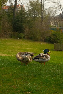 Canards du parc Lecoq Clermont ferrant