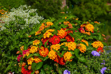 Obraz premium Wandelröschen Lantana camara
