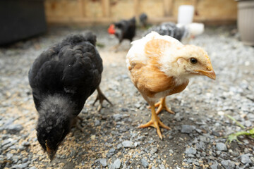 Young Backyard Chickens Exploring Outdoor Coop at 3 Weeks Old © Wendy