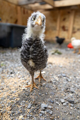Curious young backyard chicken chick looking at camera in small home coop © Wendy
