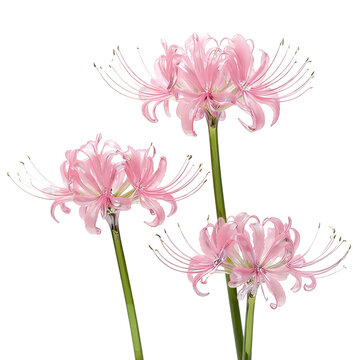 Glass Art Figurine of Pink Spider Lily Flowers, September Birth Flower