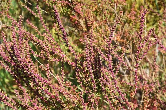red and purple stems of Suaeda prostrata growing in a coastal salt marsh