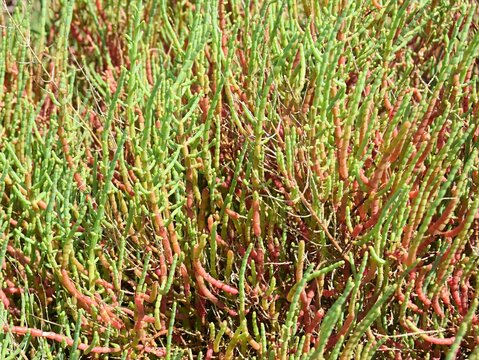 common glasswort Salicornia or marsh samphire growing in a coastal salt marsh