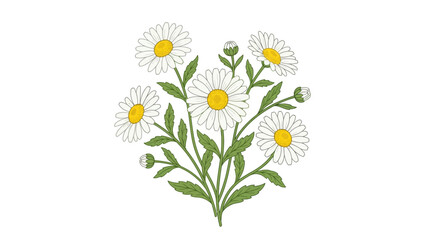 Fototapeta premium Charming daisy flowers illustration with green leaves and buds