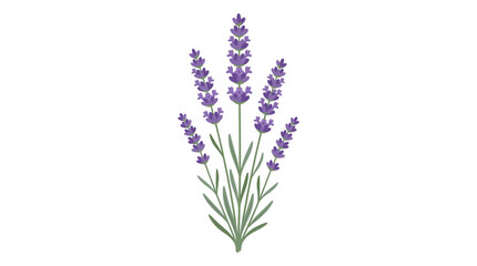 Obraz premium Illustration of a lavender plant with purple blooms and green leaves.