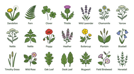 Vector illustration set of wild meadow plants and herbs with names. © Iffa