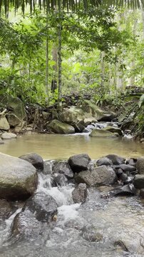 Vertical video of a clear tropical rainforest stream flowing over natural rocks in Tanarimba, Kampung Janda Baik, Malaysia. Peaceful jungle creek ambience.