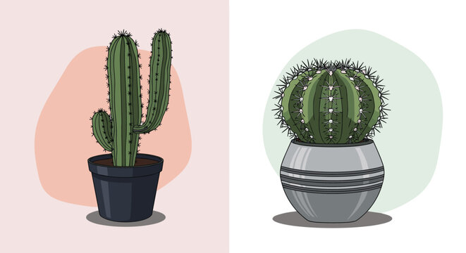 Two tall desert cacti including a saguaro type in a black pot and a globular species in a gray striped ceramic container.