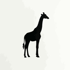 Fototapeta premium Black silhouette giraffe, animal icon, wildlife symbol, vector graphic isolated on White Background silhouette