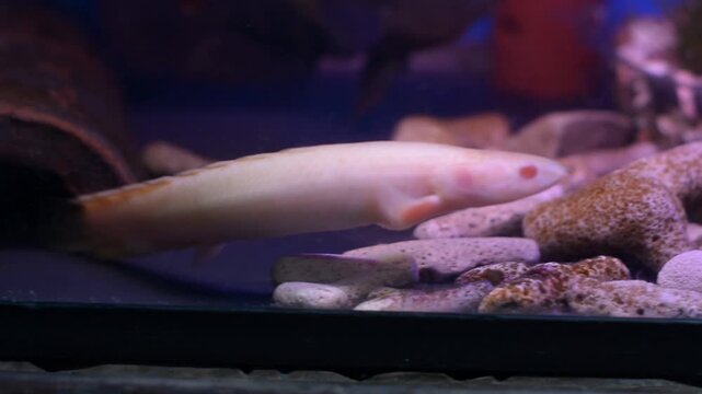 Albino Senegal Bichir Hiding Inside Terracotta Cave
