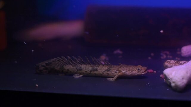 Detailed Macro Profile of Senegal Bichir Resting on Aquarium Bottom
