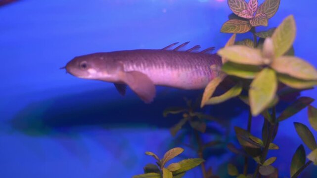 Senegal Bichir Swimming Through Freshwater Aquarium Plants

