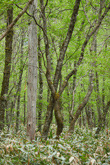 Fototapeta premium 初夏の観光名所上高地の新緑の原生林の木の樹間の模様と苔の様子