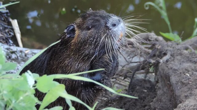Wild coypu begging for food on the riverbank. Nutria rat climbing out of the water, looking for food.