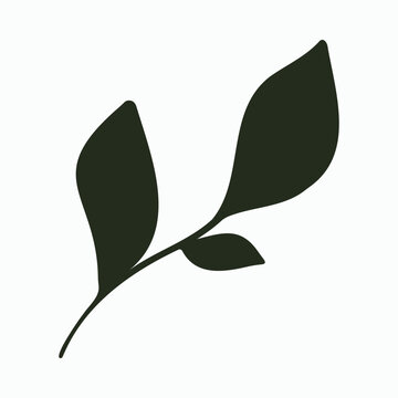 Dark green leaves on delicate branch, simple botanical design element, natural foliage illustration, minimalist plant vector for organic and nature-themed projects.