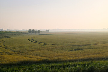Fototapeta premium Misty wheat field at sunrise over plain farmland with tractor tracks in rural countryside