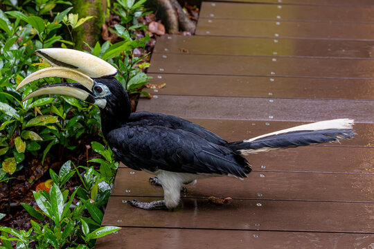 The Oriental pied hornbill  in Sungei Buloh Wetland Reserve Singapore. 
It has the largest distribution in the genus and is found in the Indian Subcontinent and throughout Southeast Asia. 