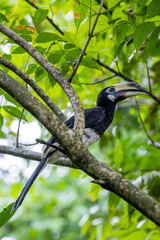 The Oriental pied hornbill  in Sungei Buloh Wetland Reserve Singapore.  It has the largest distribution in the genus and is found in the Indian Subcontinent and throughout Southeast Asia.  © Danny Ye
