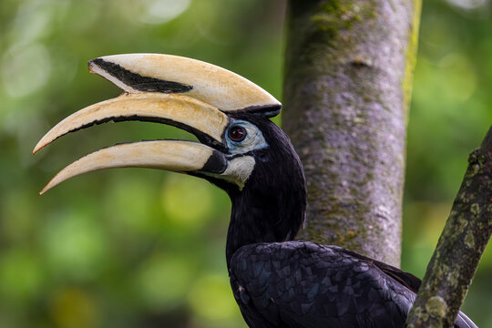 The Oriental pied hornbill  in Sungei Buloh Wetland Reserve Singapore. 
It has the largest distribution in the genus and is found in the Indian Subcontinent and throughout Southeast Asia. 