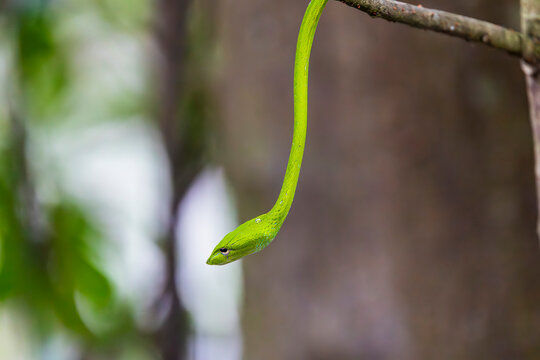 An Oriental whip snake (Ahaetulla prasina) at Sungei Buloh Wetland Reserve, Singapore. This arboreal vine snake is found across South and Southeast Asia.
