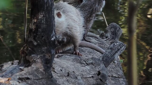 Wild nutria rats on a log in the river. Coypu activity in a forest river habitat, wildlife routine.
