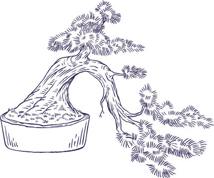 Hand drawn vector illustration of cascade bonsai pine tree in ceramic pot. Japanese traditional miniature coniferous plant sketch isolated on white background.