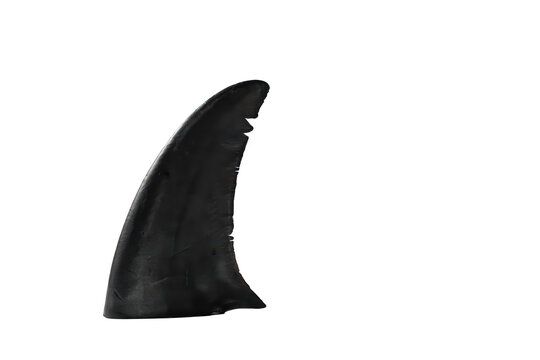 A close up view of a sharp dark shark fin isolated on a black background, showing the texture and curved shape of the predator dorsal fin