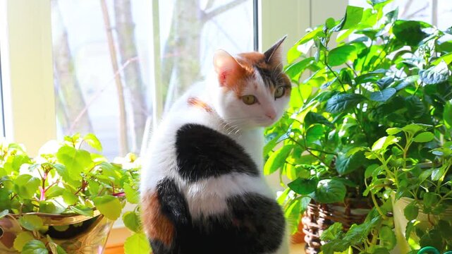 窓辺の三毛猫