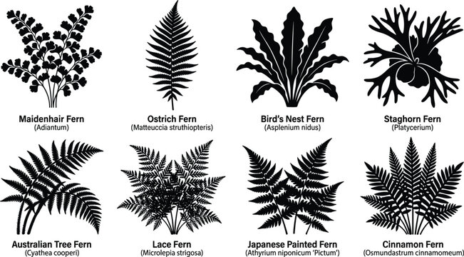 Vector silhouettes of different popular fern leaf species with botanical names isolated on white background