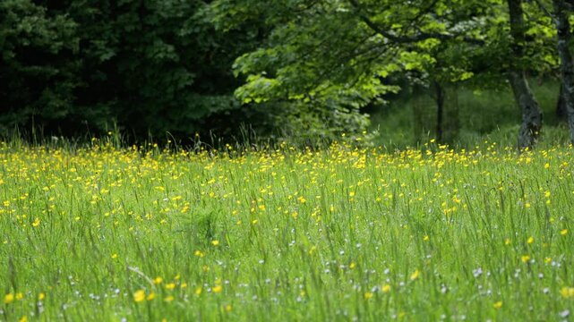 Gentle wind blowing through green meadow with yellow flowers