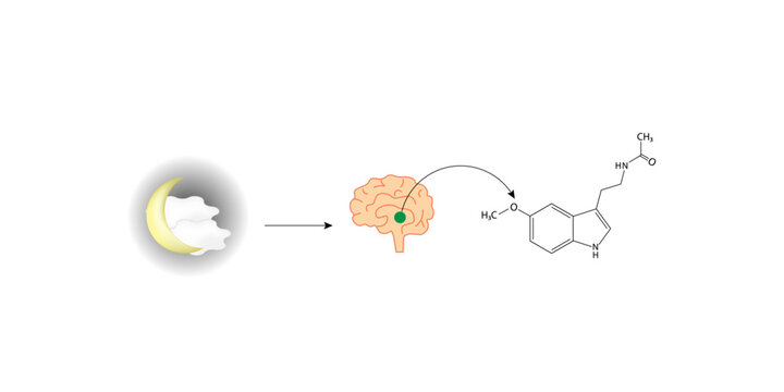 Melatonin, sleep hormone, regulates sleep-wake cycle. Pineal gland. Melatonin supplement. Melatonin structural chemical formula. Isolated on white background. Vector illustration.