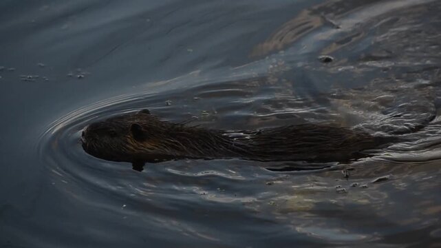 Huge old coypu swimming in the river. Large nutria rat looking like a dog moving through the water.
