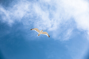 Seagull flying in blue sky with clouds © Iva