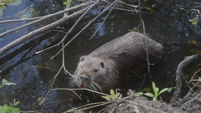 Very large coypu coming ashore to eat. Huge nutria rat walking out of the river water.
