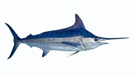 Fototapeta premium Majestic Blue Marlin Fish Isolated on White Background.