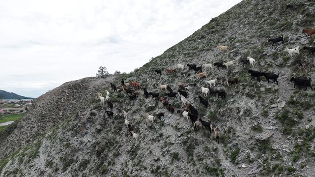 A large herd of domestic goats running up a steep rocky mountain slope after being startled by a drone in Ust-Kan, Altai.