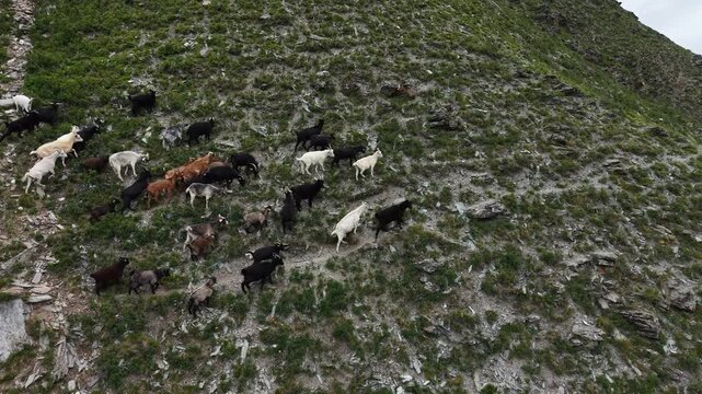 A large herd of domestic goats running up a steep rocky mountain slope after being startled by a drone in Ust-Kan, Altai.