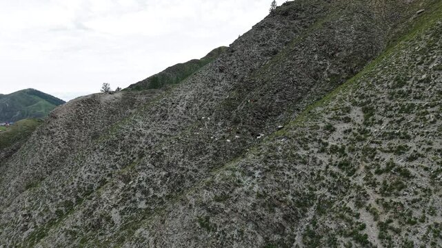 A large herd of domestic goats running up a steep rocky mountain slope after being startled by a drone in Ust-Kan, Altai.