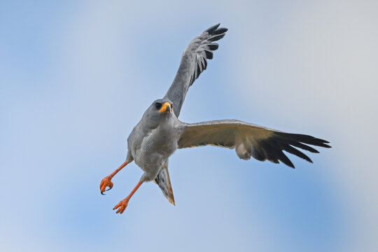 Eastern chanting goshawk flying at an angle