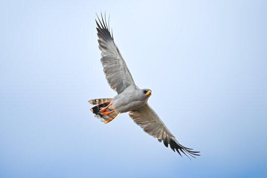 Eastern chanting goshawk flies with wings spread