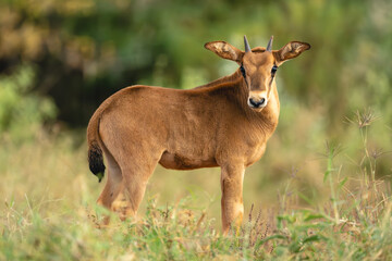 Fringe-eared oryx calf stands in tall grass © Nick Dale